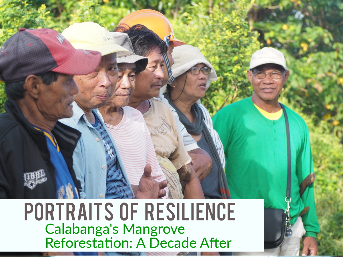 Calabanga’s Mangrove Reforestation: A Decade After (Portraits of Resilience)
